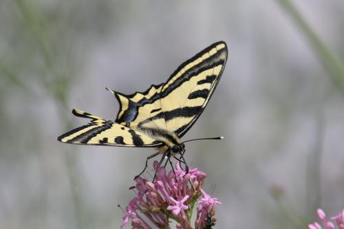 Réf. 212 969 : Papilio alexanor